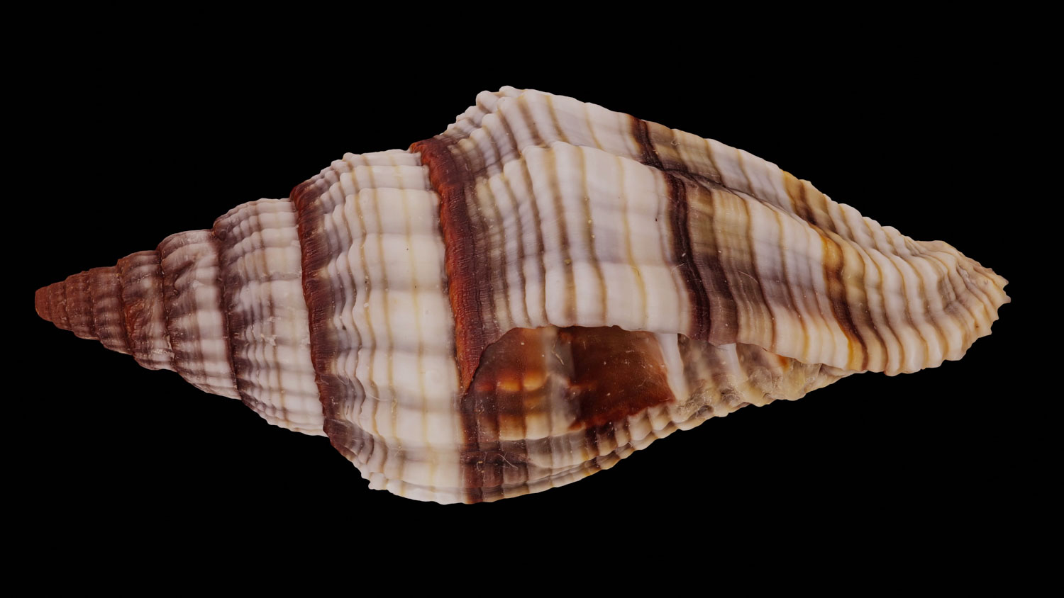 Littorina zebra